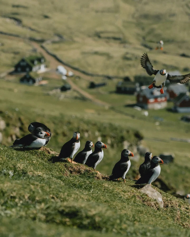 Thumbnail of - Puffins with Mykines Village in the background